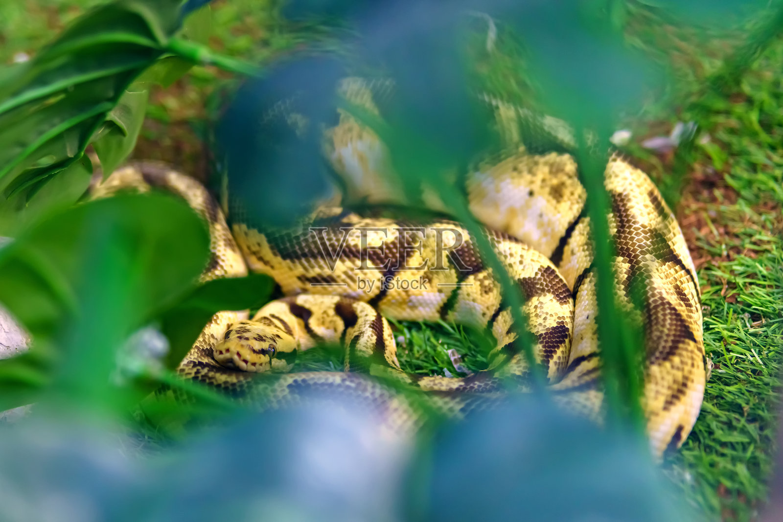 一条黄色的皇家蟒蛇躺在草丛里照片摄影图片