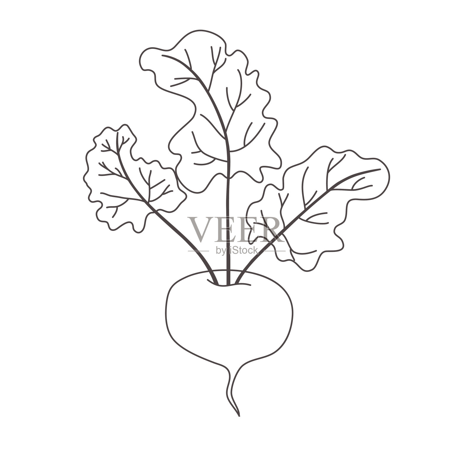 矢量着色书，手绘甜菜根隔离在白色背景。插画图片素材