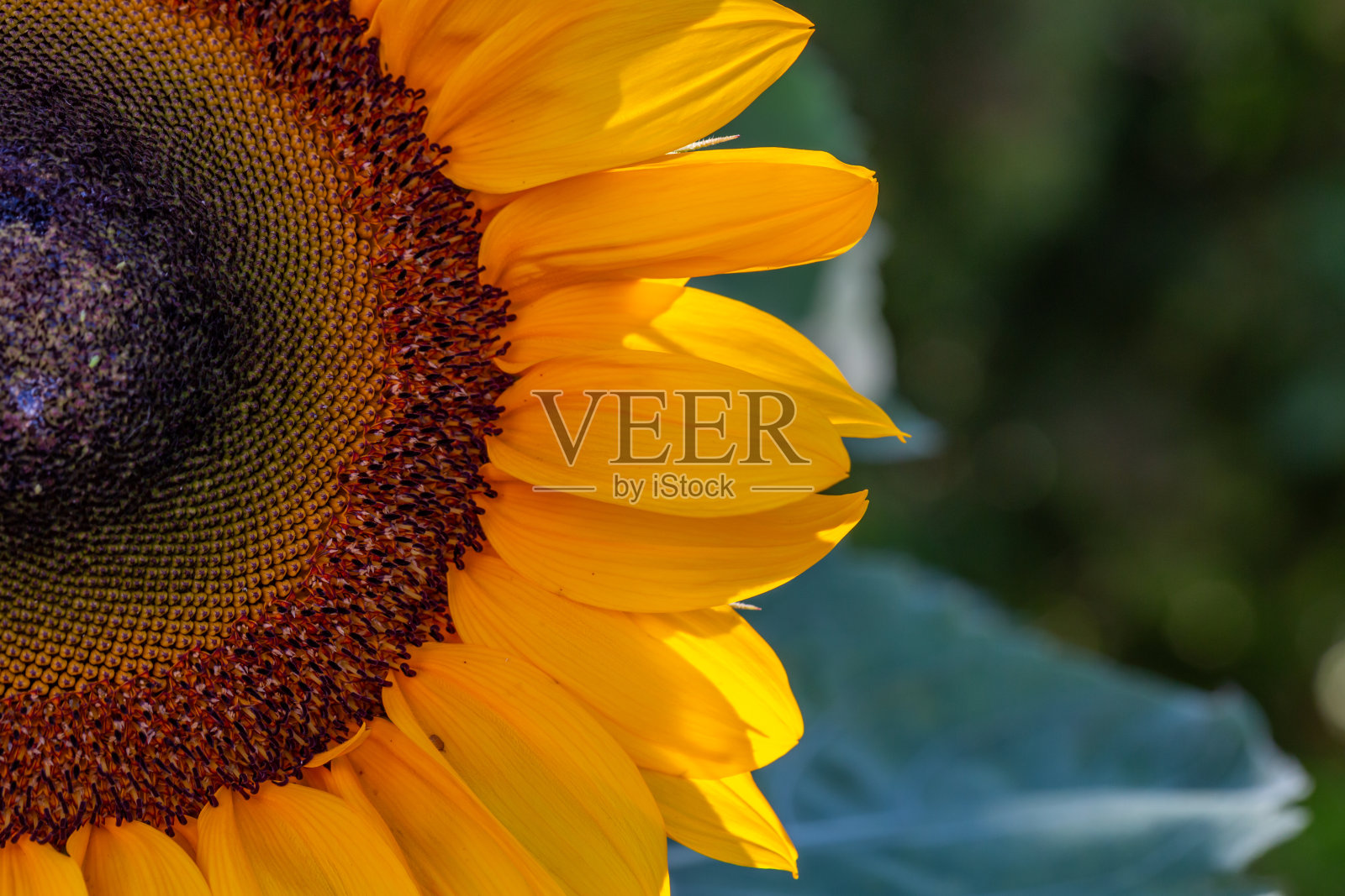 夏日微距摄影中明亮的向日葵花瓣。照片摄影图片