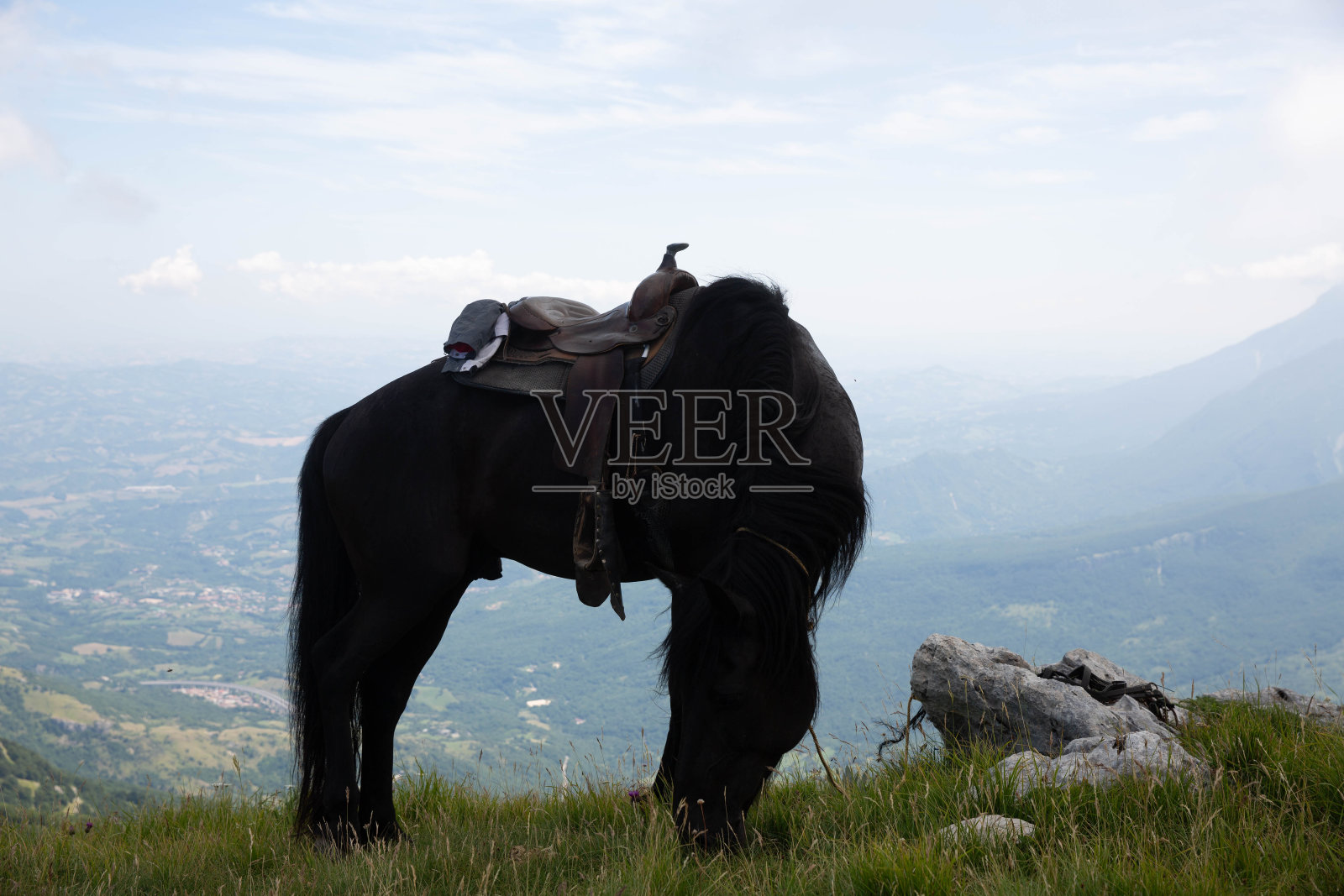 马照片摄影图片