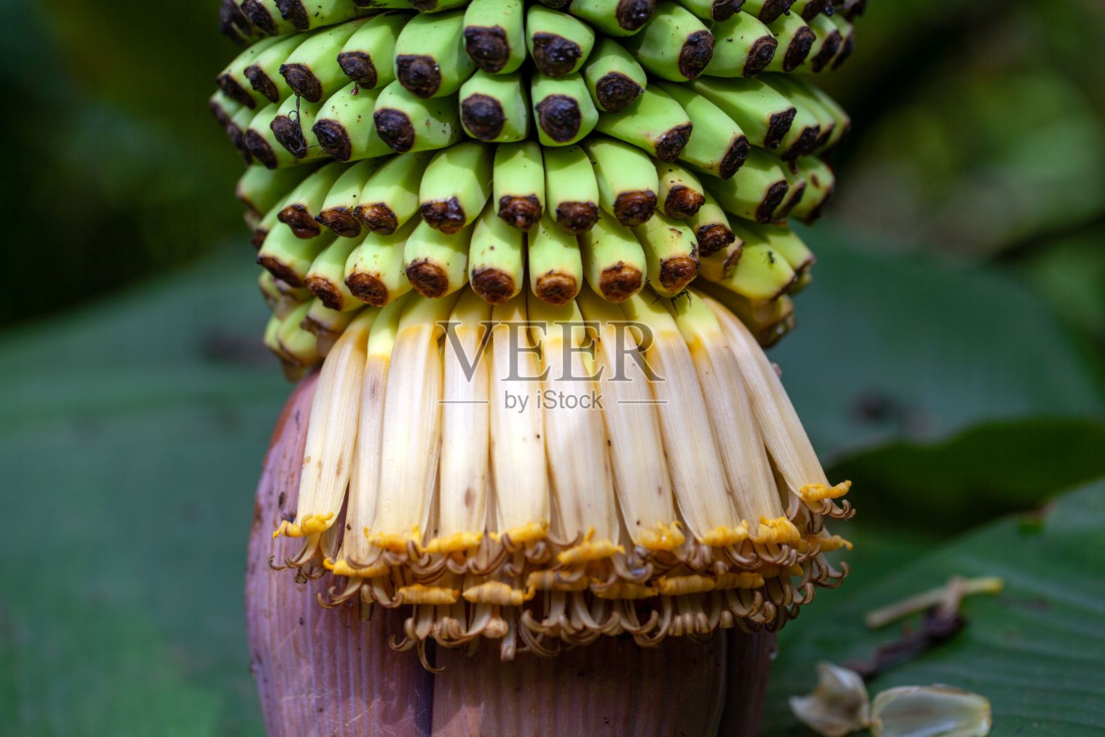 木沙的绿色果实照片摄影图片