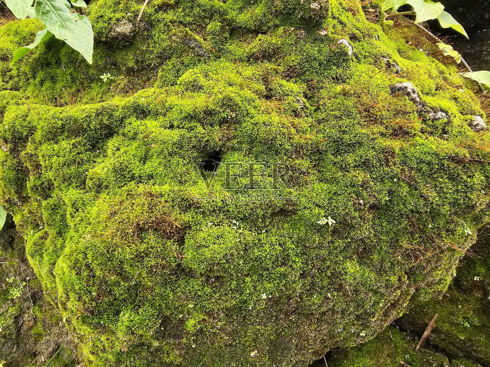 岩石上的苔藓特写照片照片摄影图片