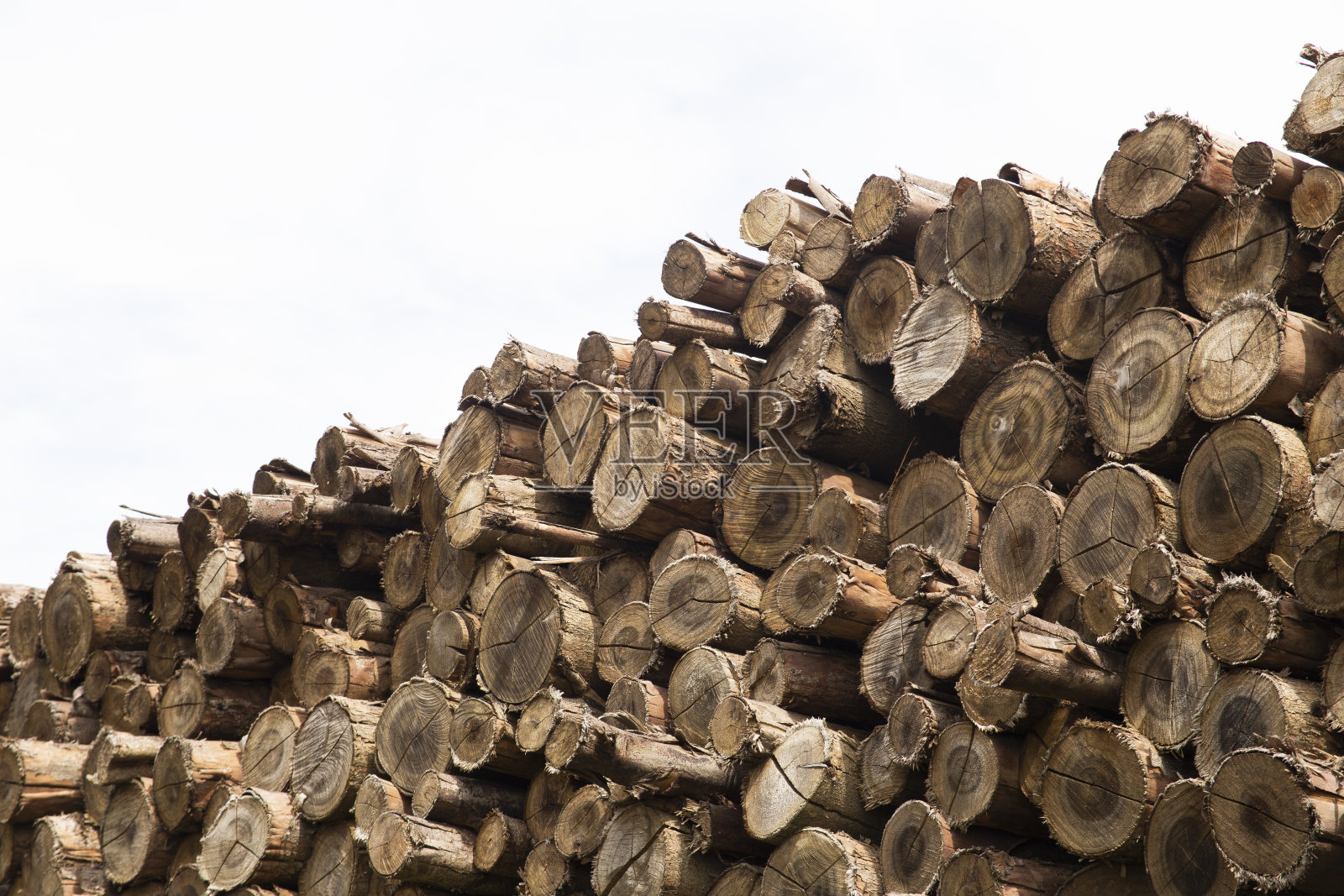 桉树的树干照片摄影图片