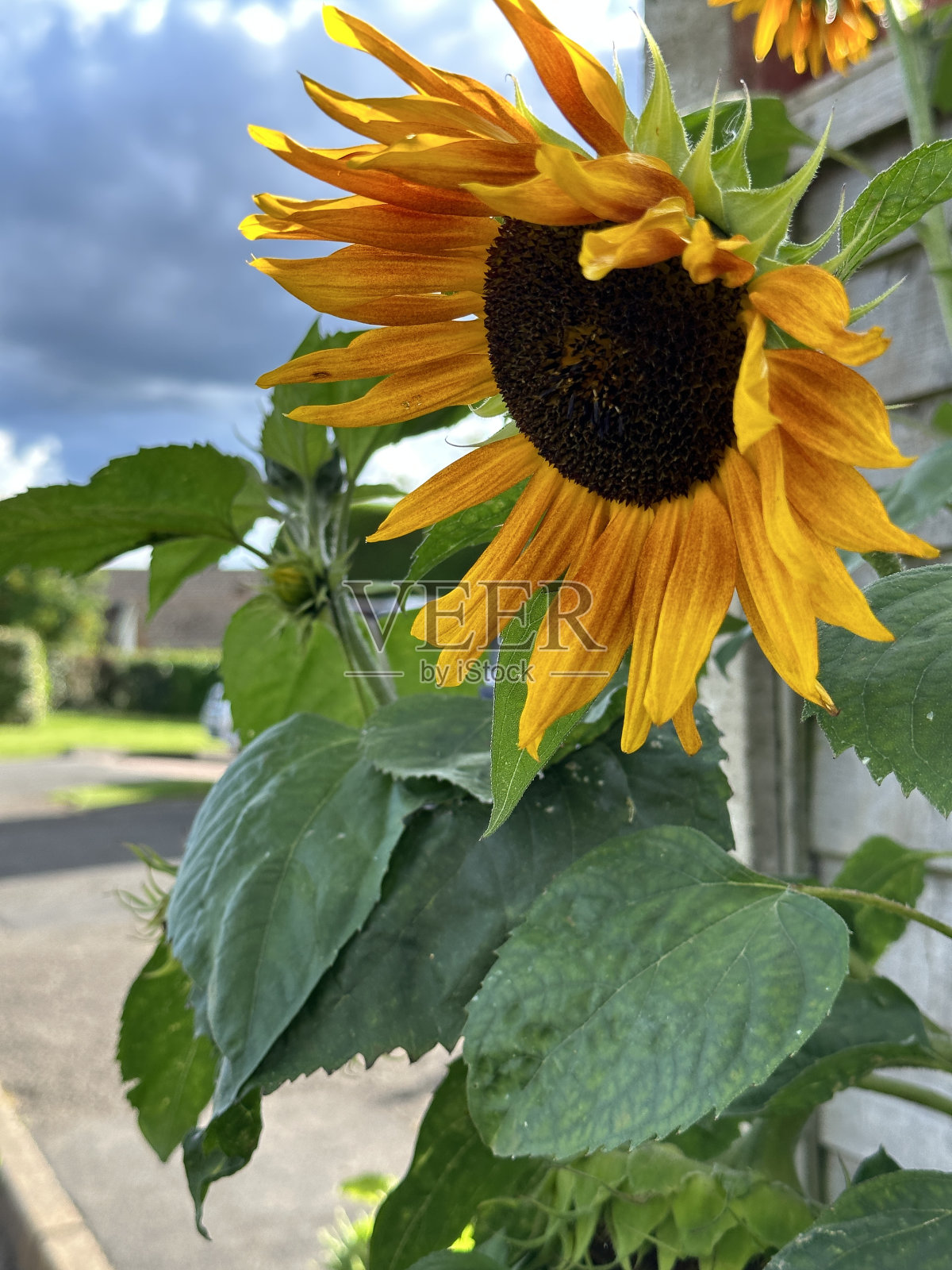 花园里的花很漂亮照片摄影图片