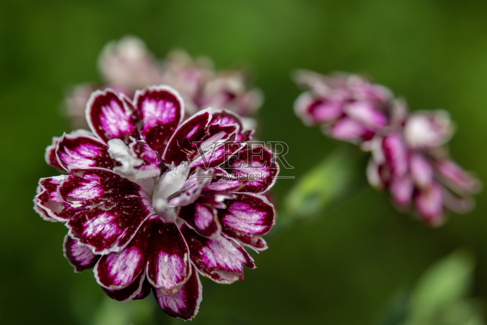 各色康乃馨花朵（勃艮第红、粉色、白色），带有雨滴照片摄影图片