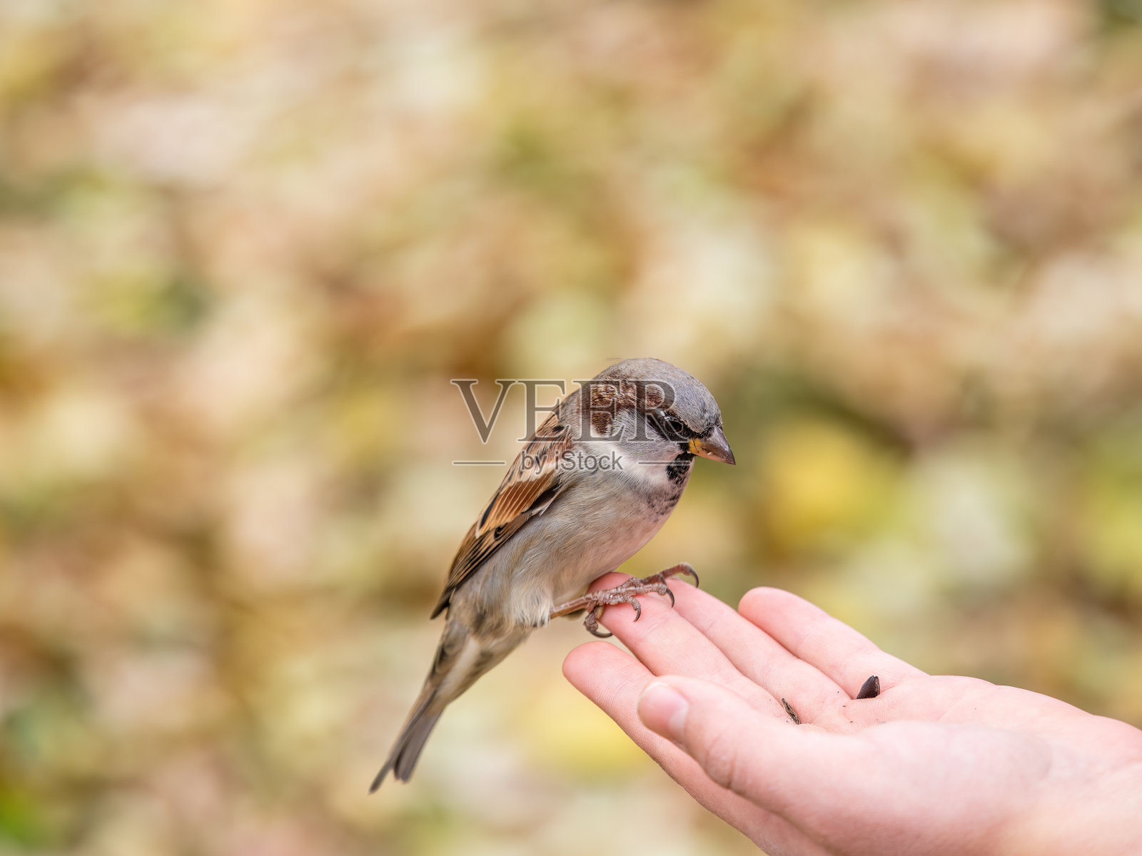 麻雀吃人手里的种子照片摄影图片