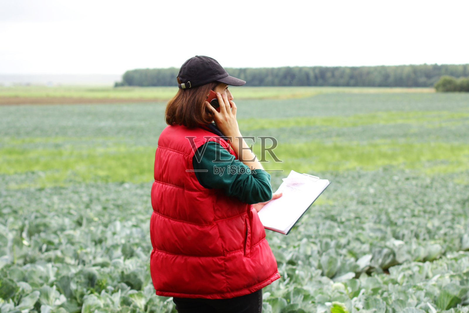 农民控制着卷心菜作物的质量。农业领域的女性农学家照片摄影图片