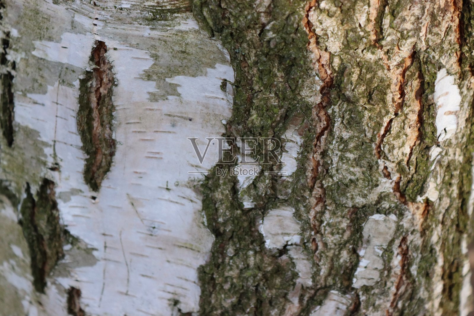 近距离看桦树皮，白色的树皮照片摄影图片