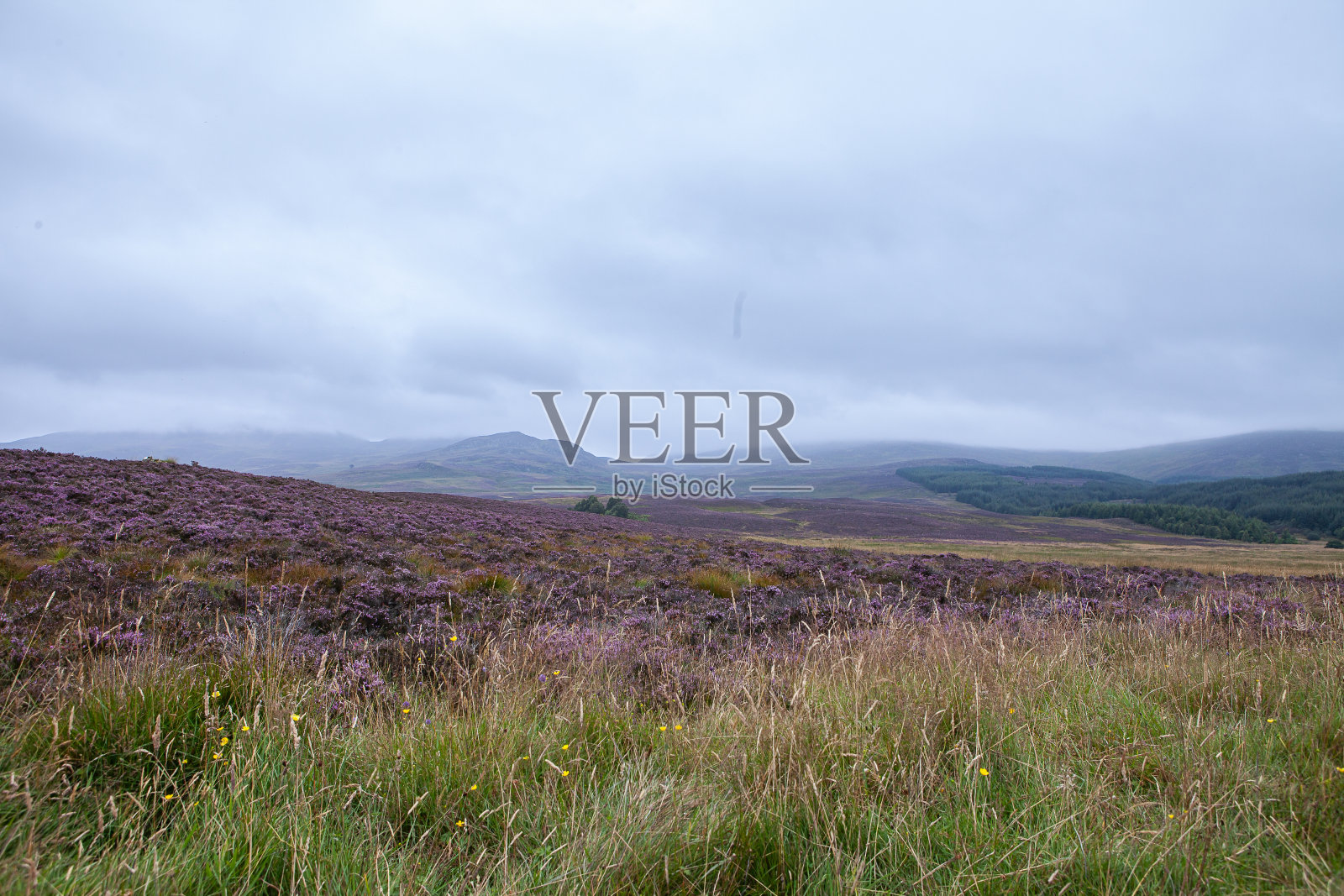 苏格兰凯恩戈姆国家公园盛开的石楠花照片摄影图片