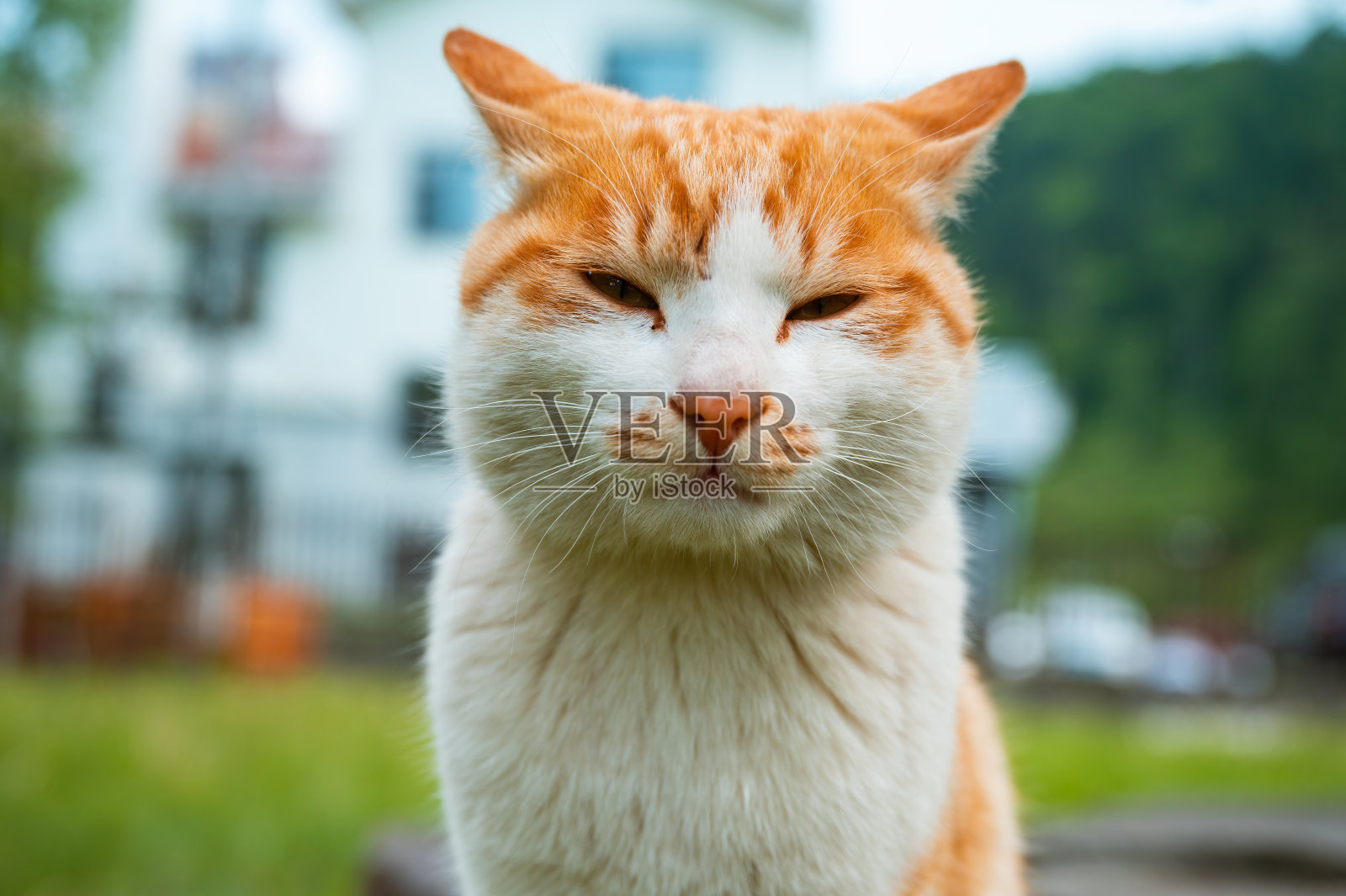 一只橙色的白猫的头部特写，它眯着眼睛和飞机耳朵照片摄影图片