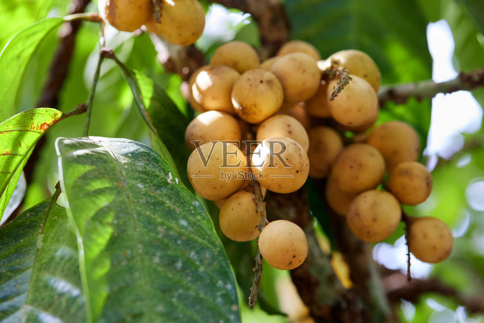 树上成熟的龙宫果照片摄影图片