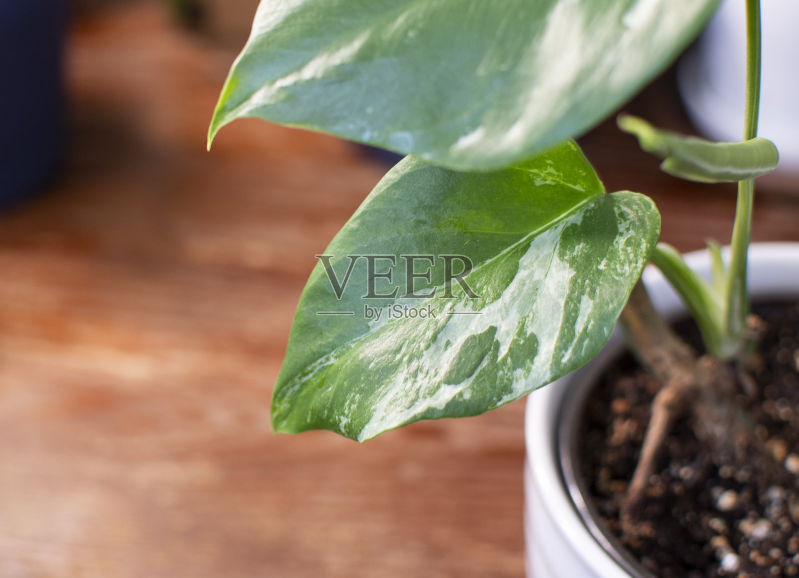 白色怪物杂色叶近照片摄影图片