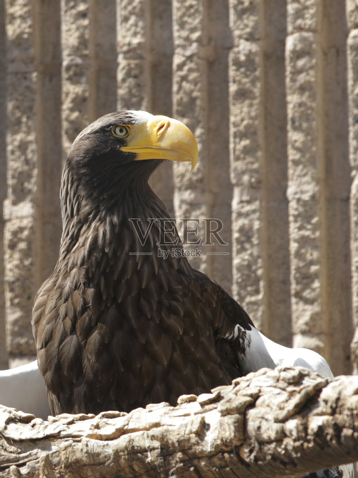 美国之鹰照片摄影图片