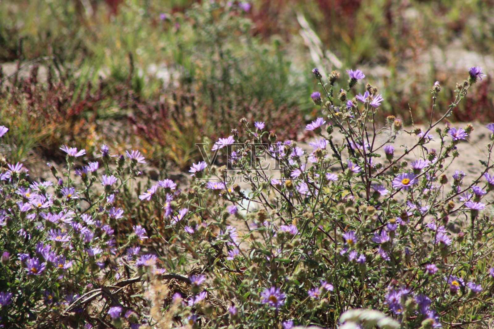 野花照片摄影图片