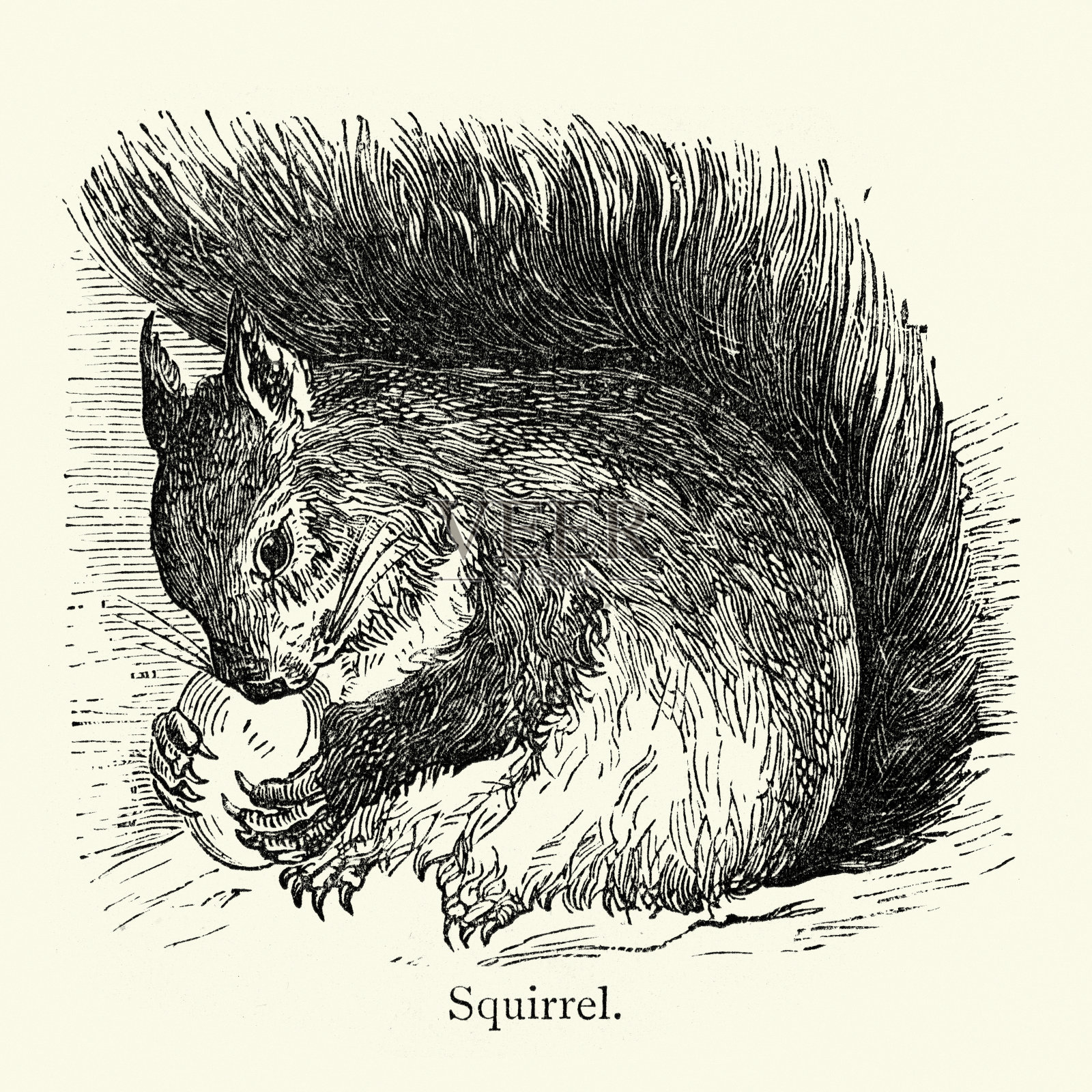 红松鼠吃橡子，野生动物艺术，复古插图插画图片素材