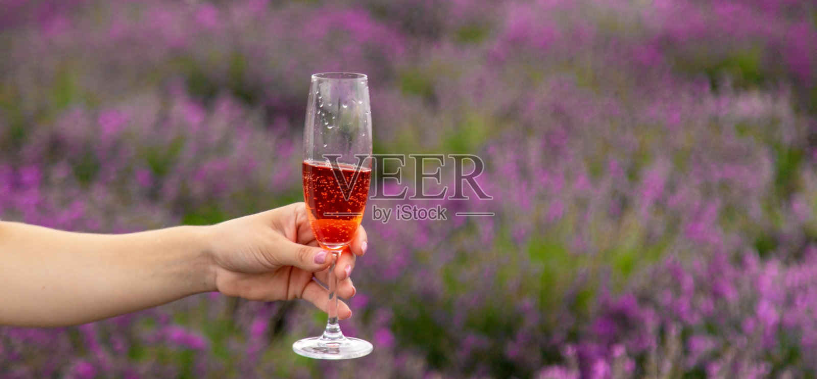 女孩在薰衣草地里喝香槟。有选择性的重点照片摄影图片