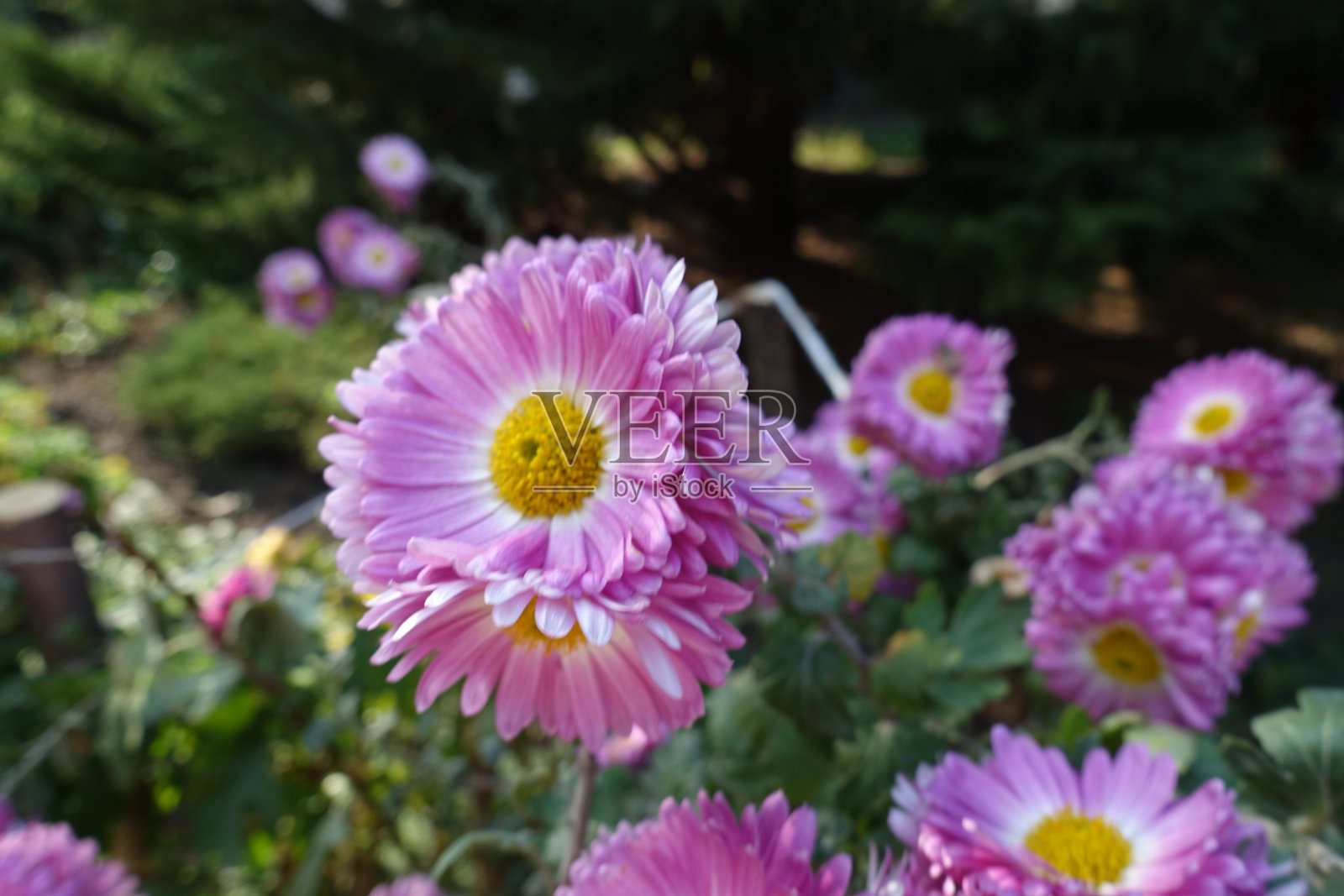 半重瓣菊花的几朵粉红色和白色的花，10月开花照片摄影图片