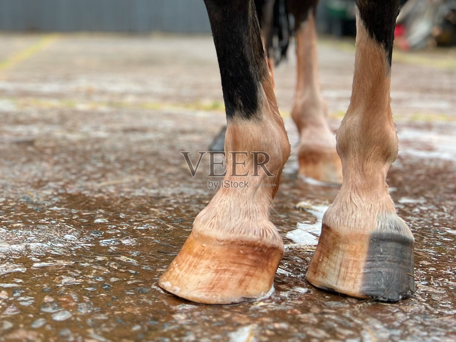 在马厩的院子里洗过的棕色马蹄的低角度照片摄影图片