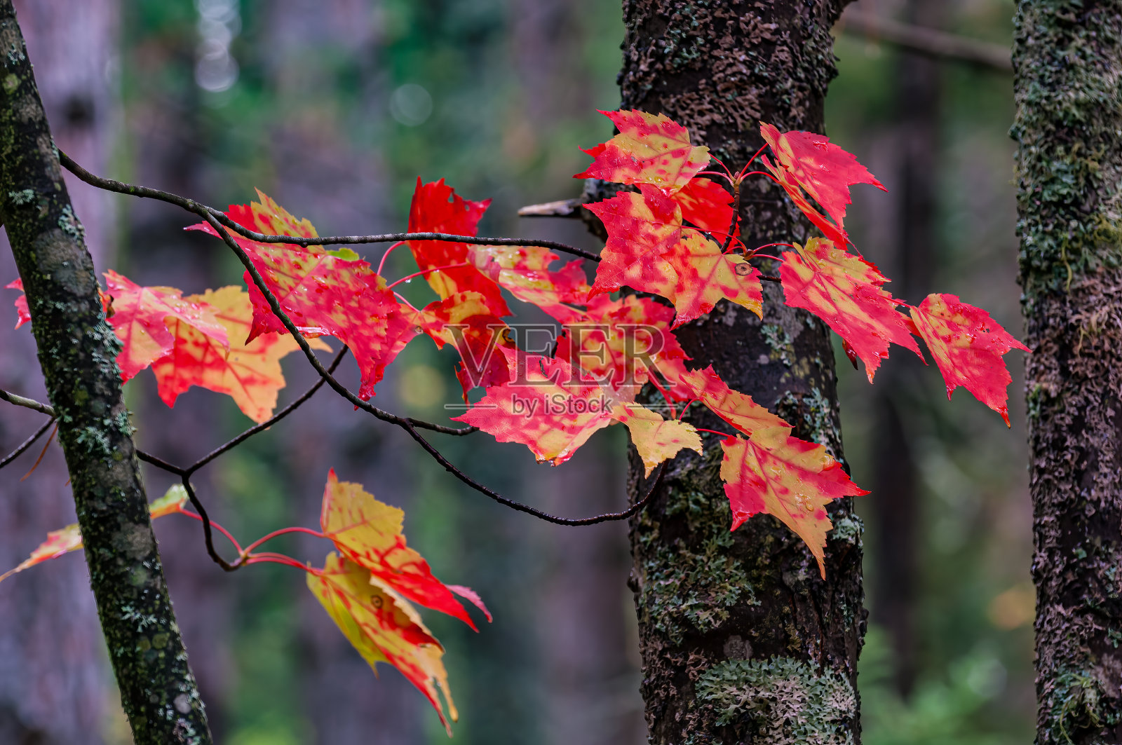 红花槭：北美洲东部和中部常见的落叶乔木，秋叶色彩照片摄影图片
