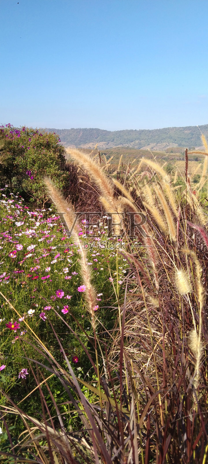 草照片摄影图片
