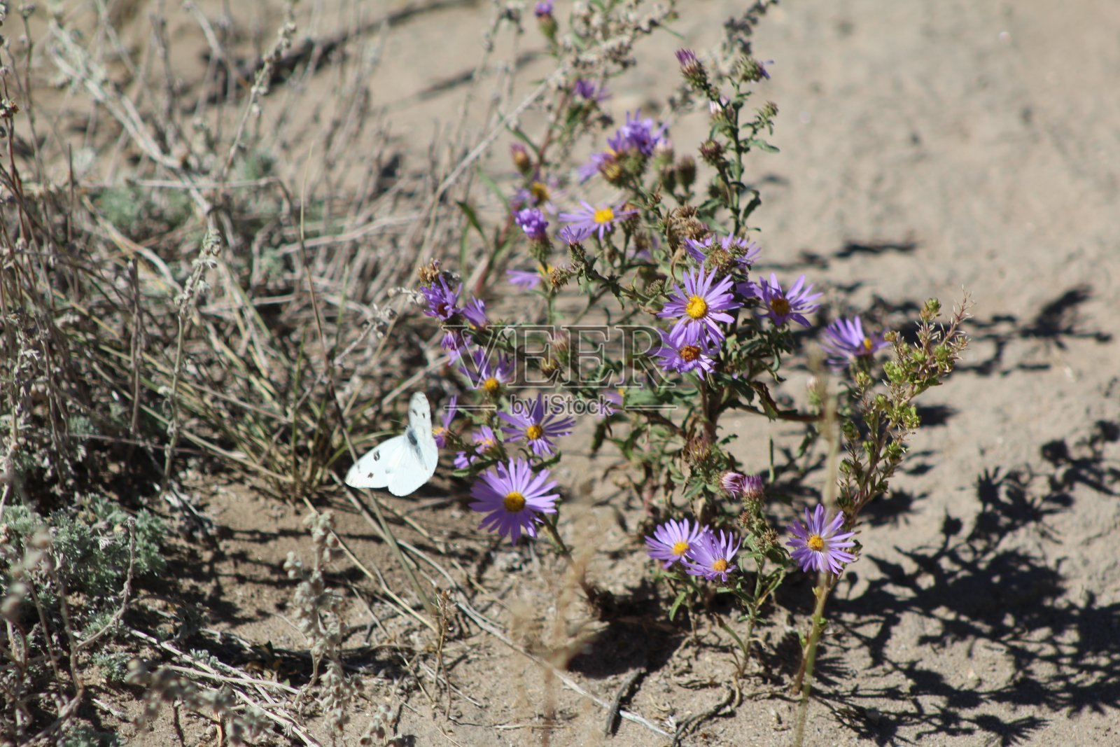 飞蛾与花照片摄影图片