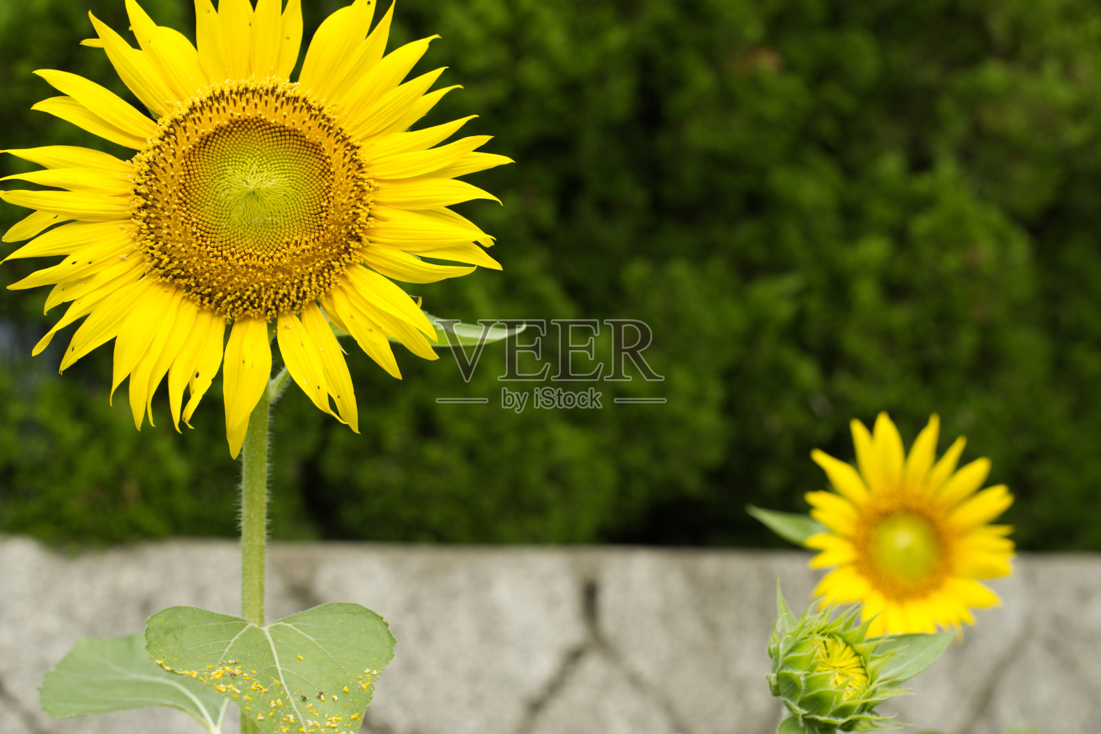 向日葵照片摄影图片