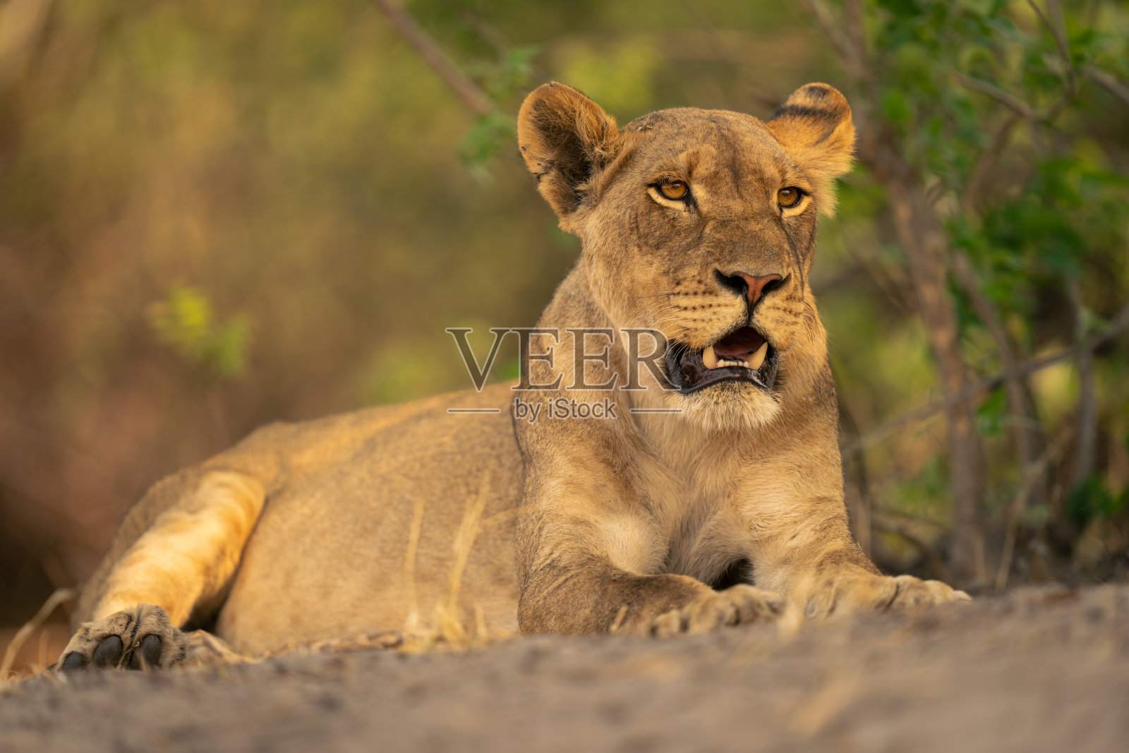 母狮张着嘴躺在灌木丛中照片摄影图片