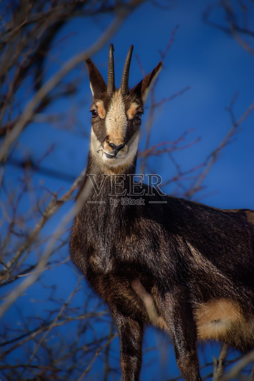 羚羊站在高大、干燥的草木旁的一棵自然的户外环境中照片摄影图片