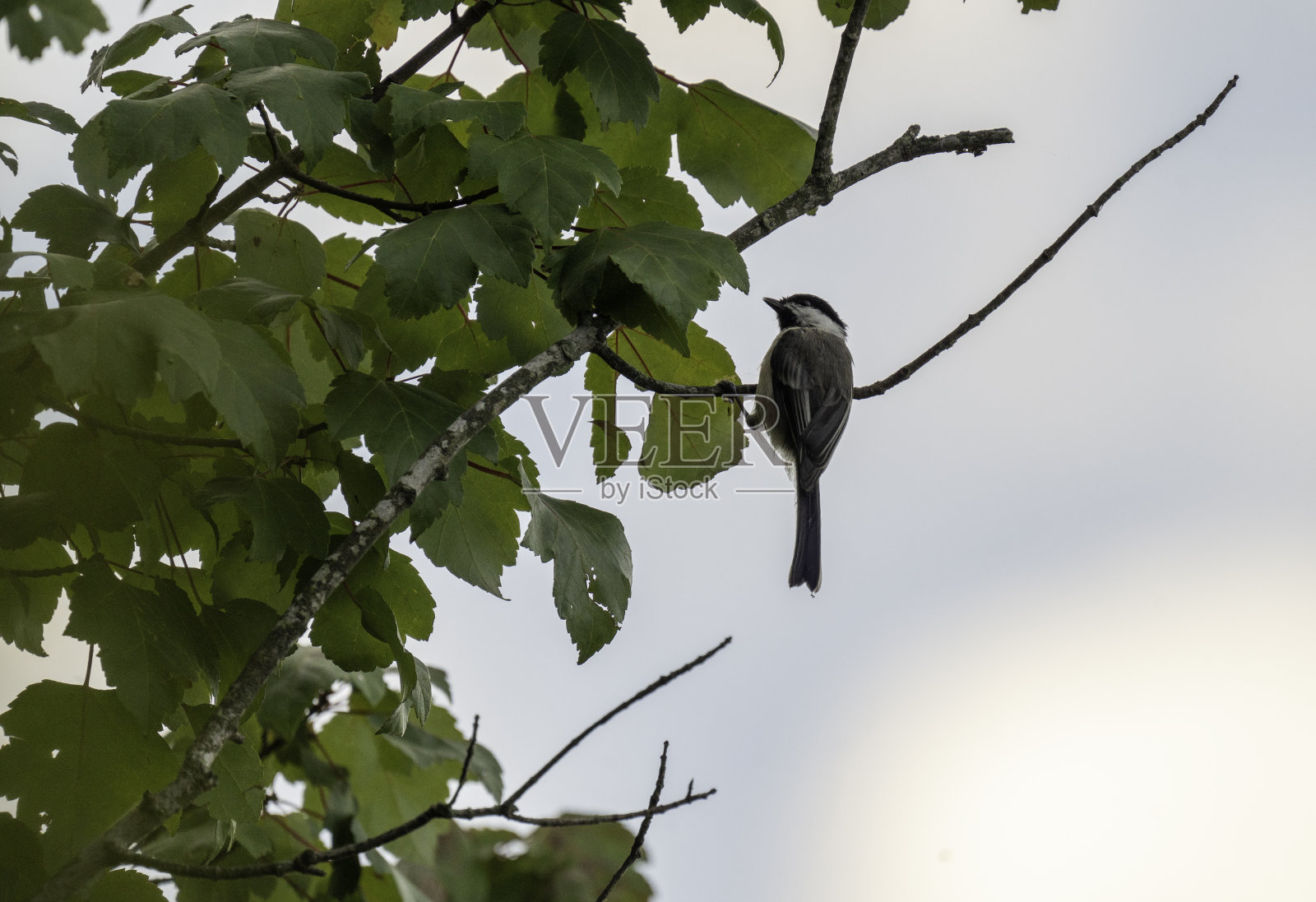 黑冠山雀1号照片摄影图片