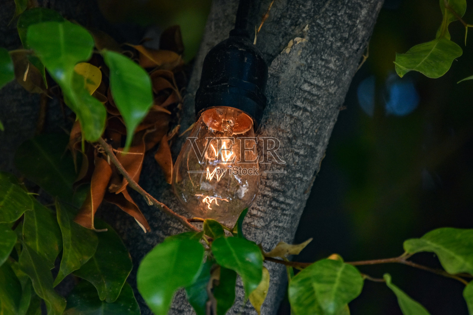 树上的光照片摄影图片