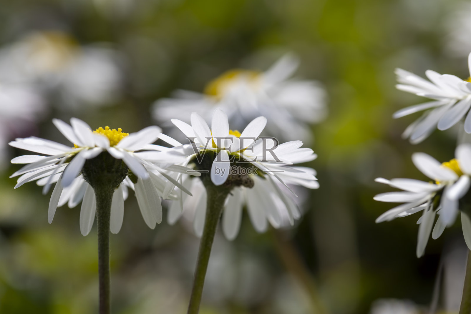 美丽的春天雏菊在绿色的草地上照片摄影图片