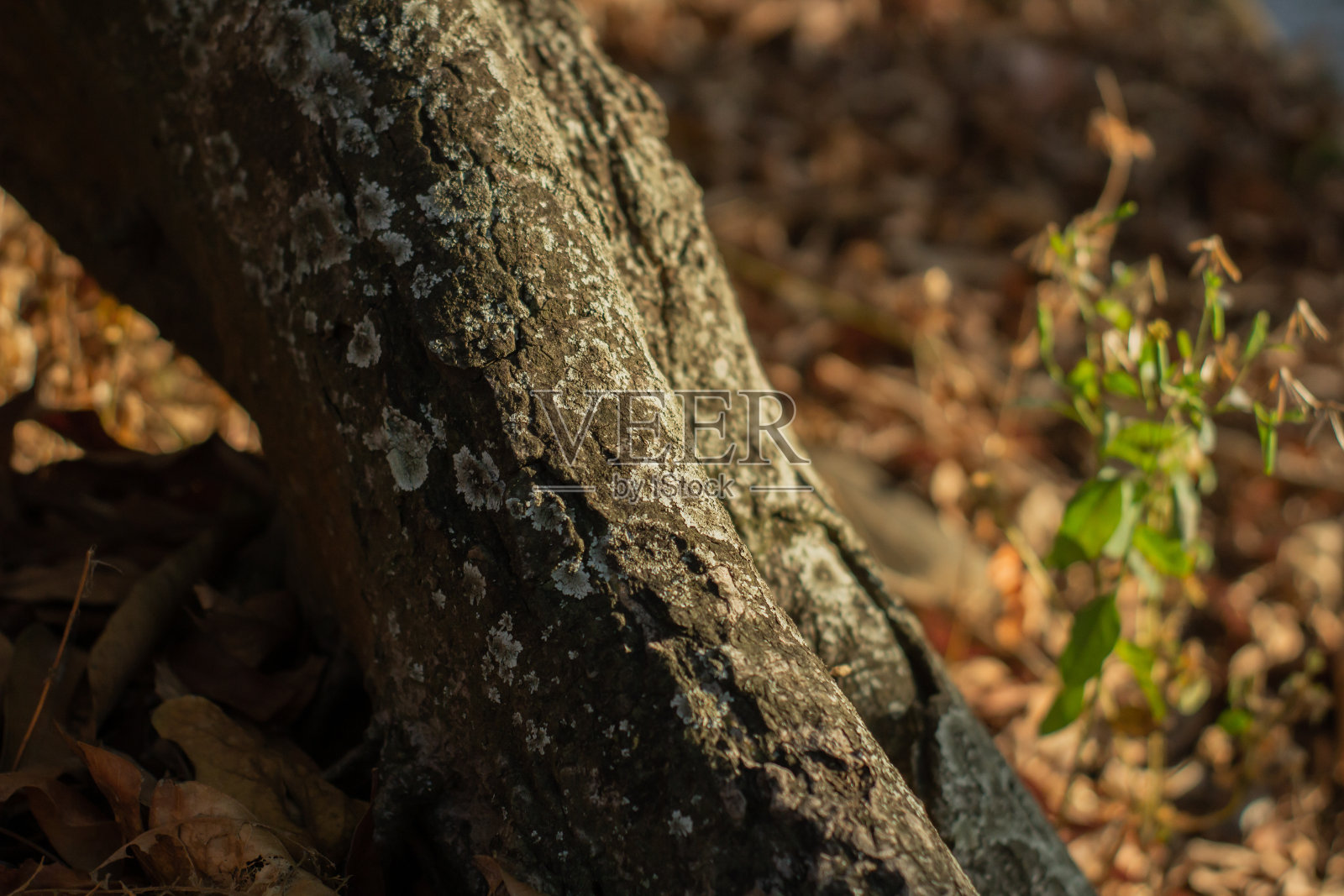 暴露在阳光下的树干照片摄影图片