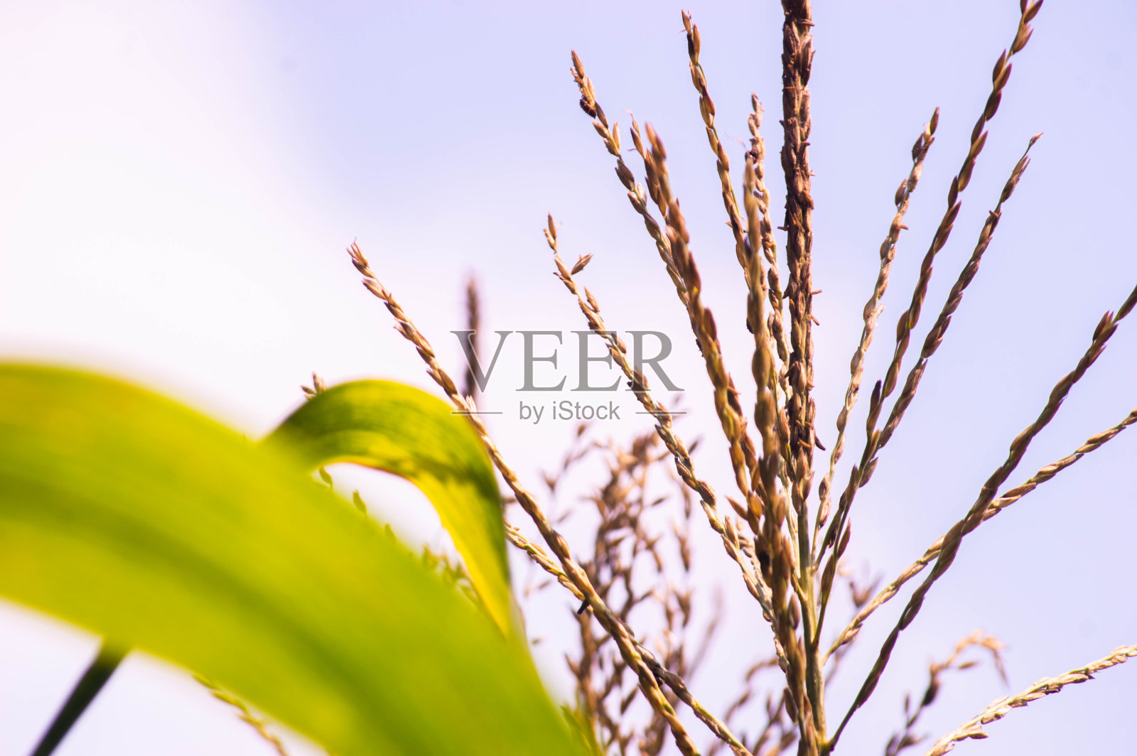 云朵背景下的玉米植株花朵照片摄影图片