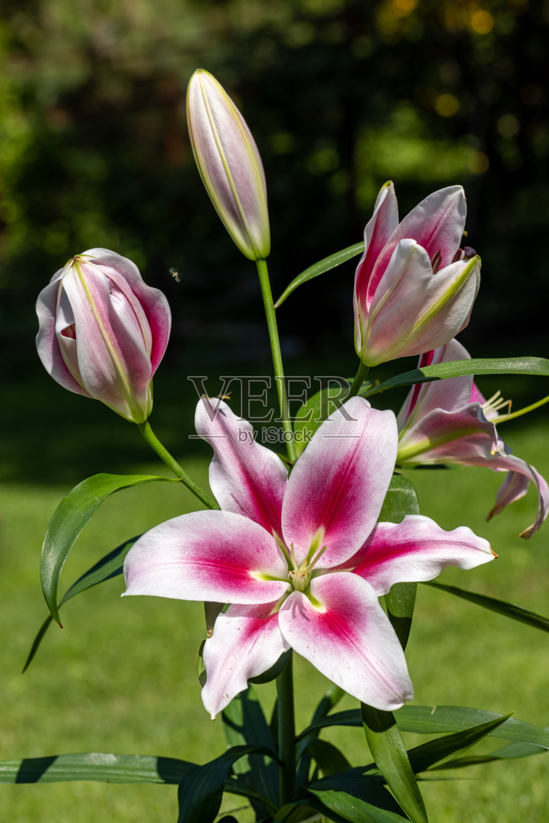 夏日花园里的白百合和红百合。照片摄影图片