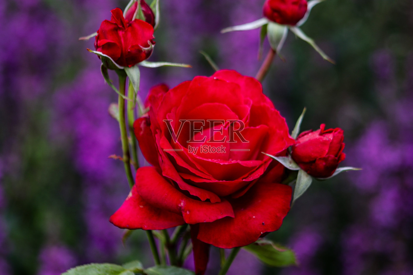 红玫瑰照片摄影图片