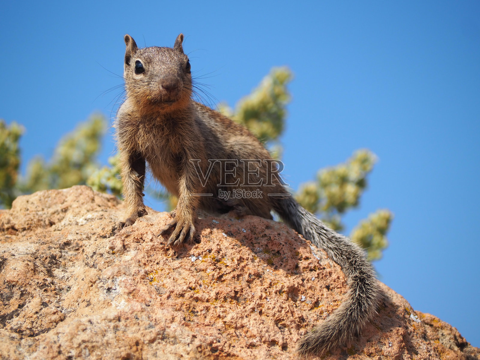 一只寻找食物的松鼠照片摄影图片