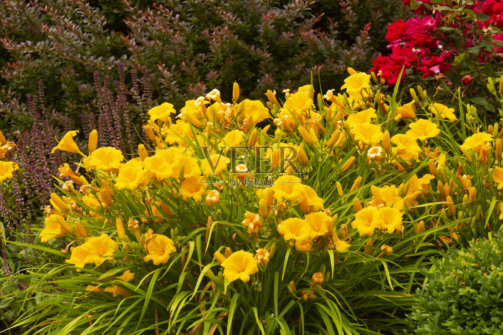 夏季，康涅狄格州花园里盛开的黄色黄花菜。照片摄影图片