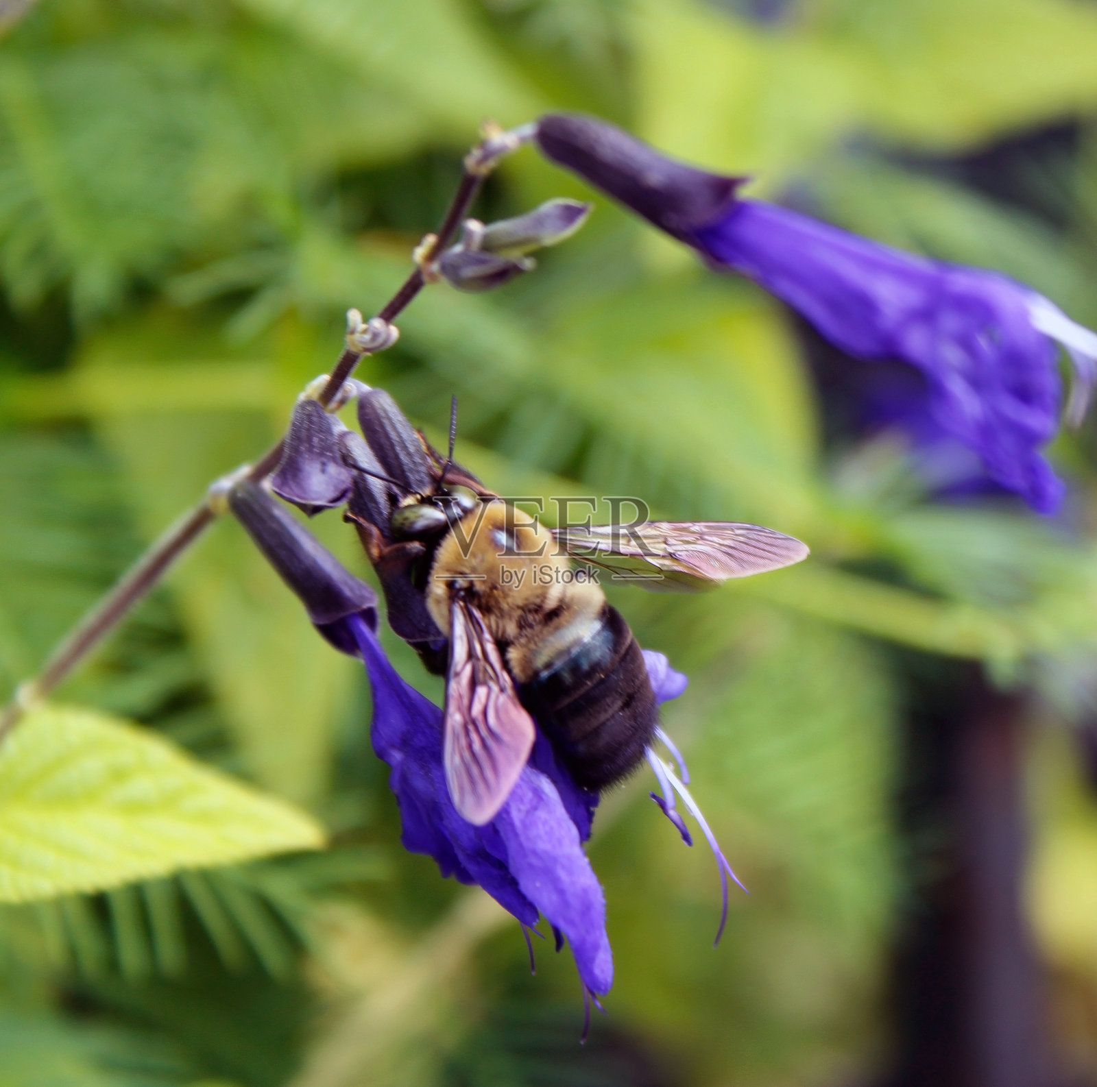 木蜂照片摄影图片