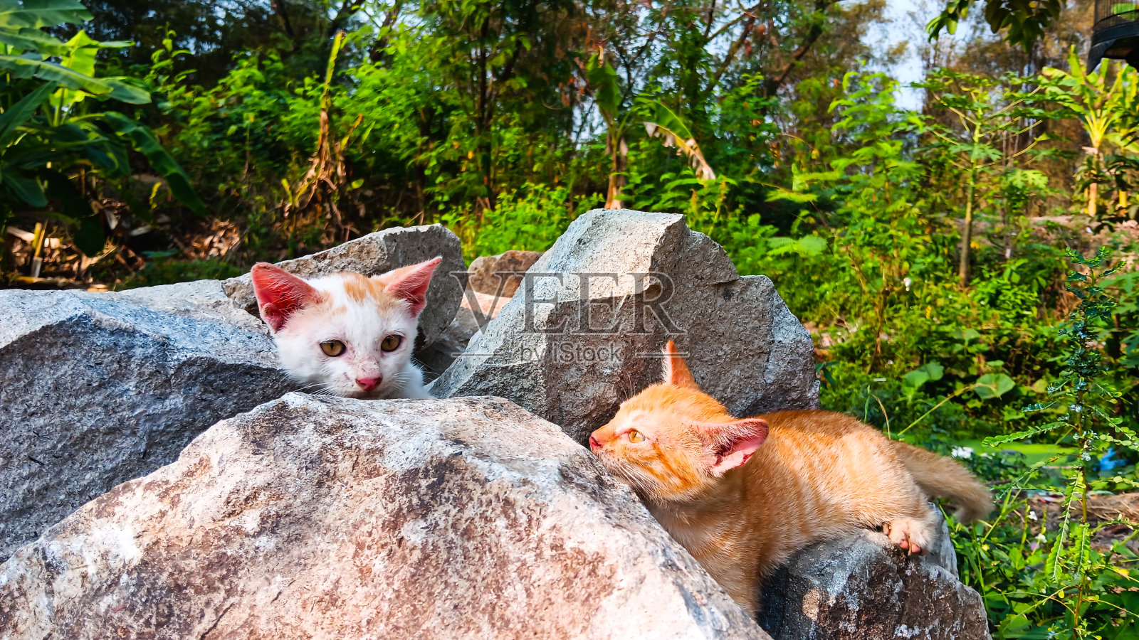 两只小猫在玩捉迷藏照片摄影图片