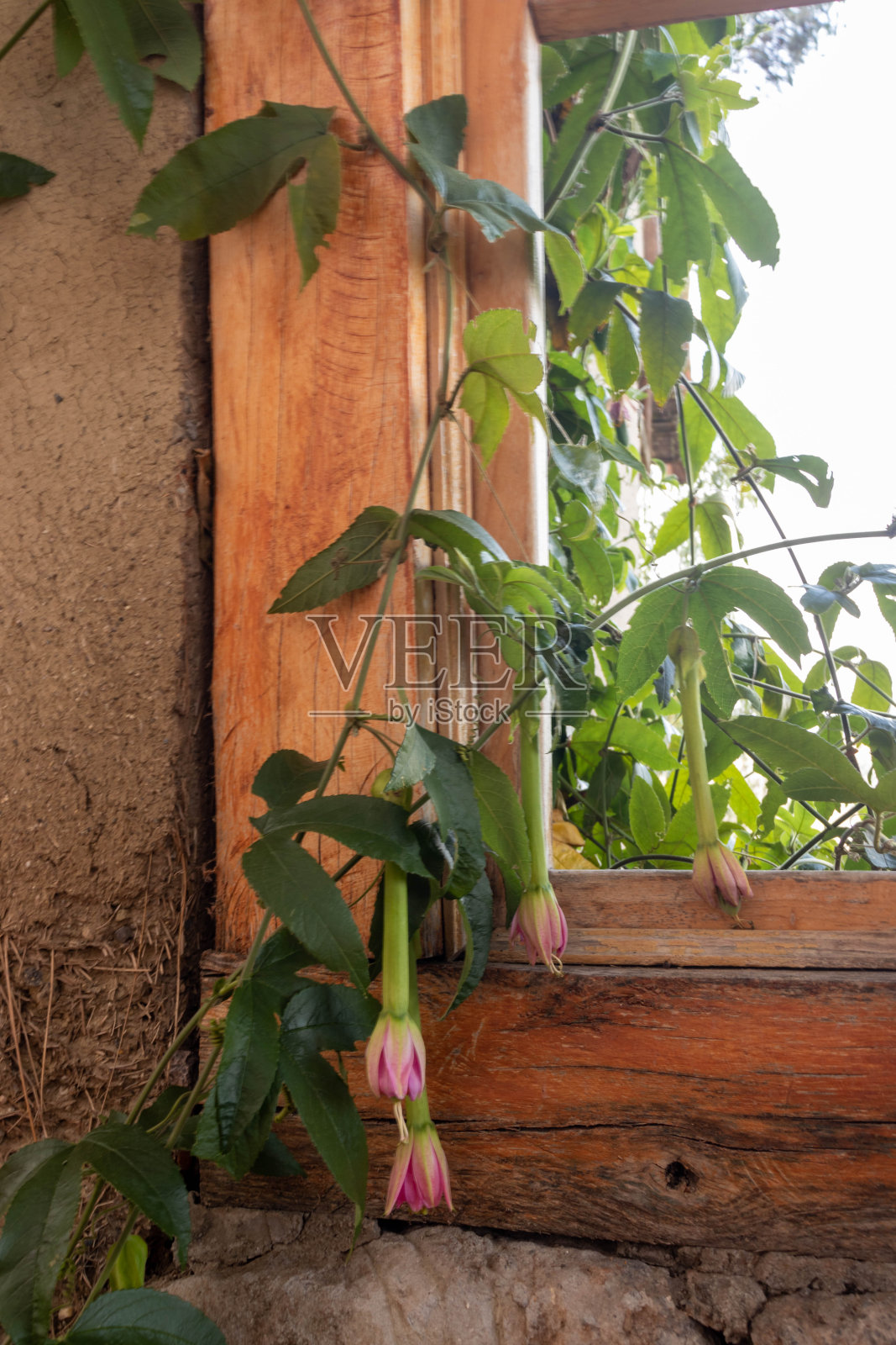 紫杉植物从一扇蓝天的窗户和一扇木框的窗户进入照片摄影图片