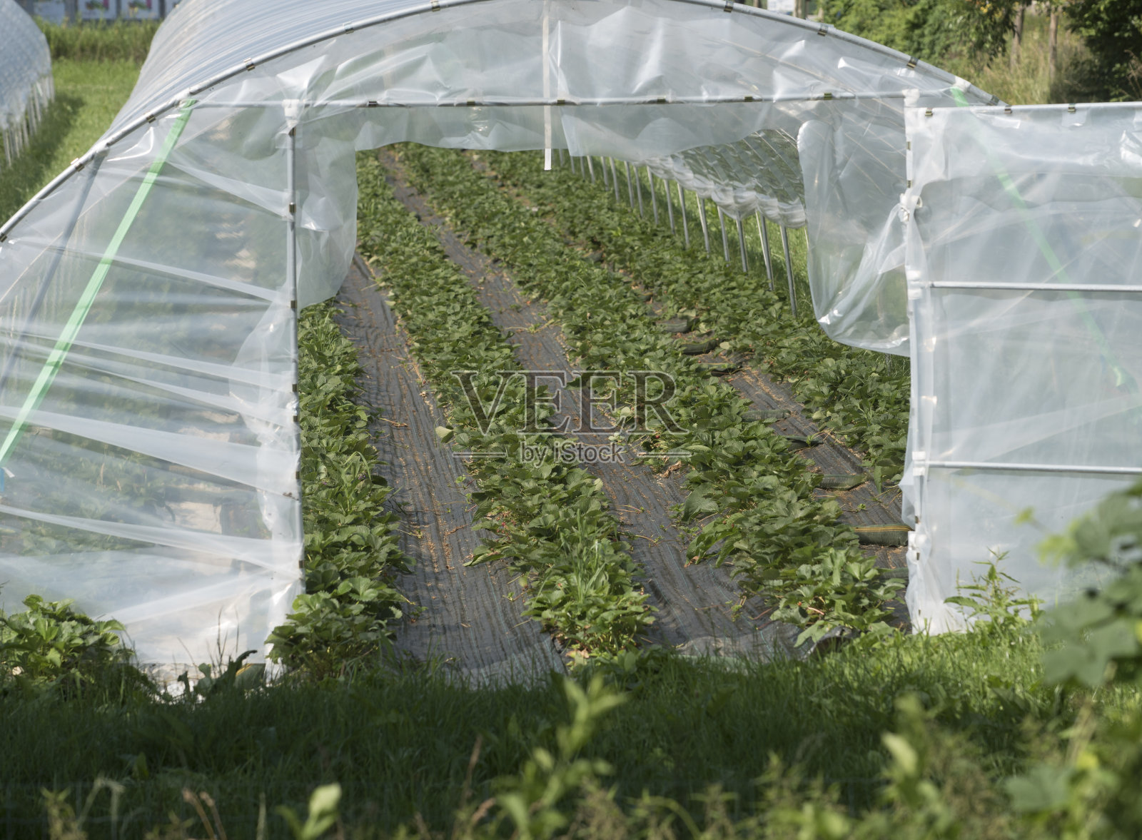 农业用塑料温室或铝箔温室照片摄影图片