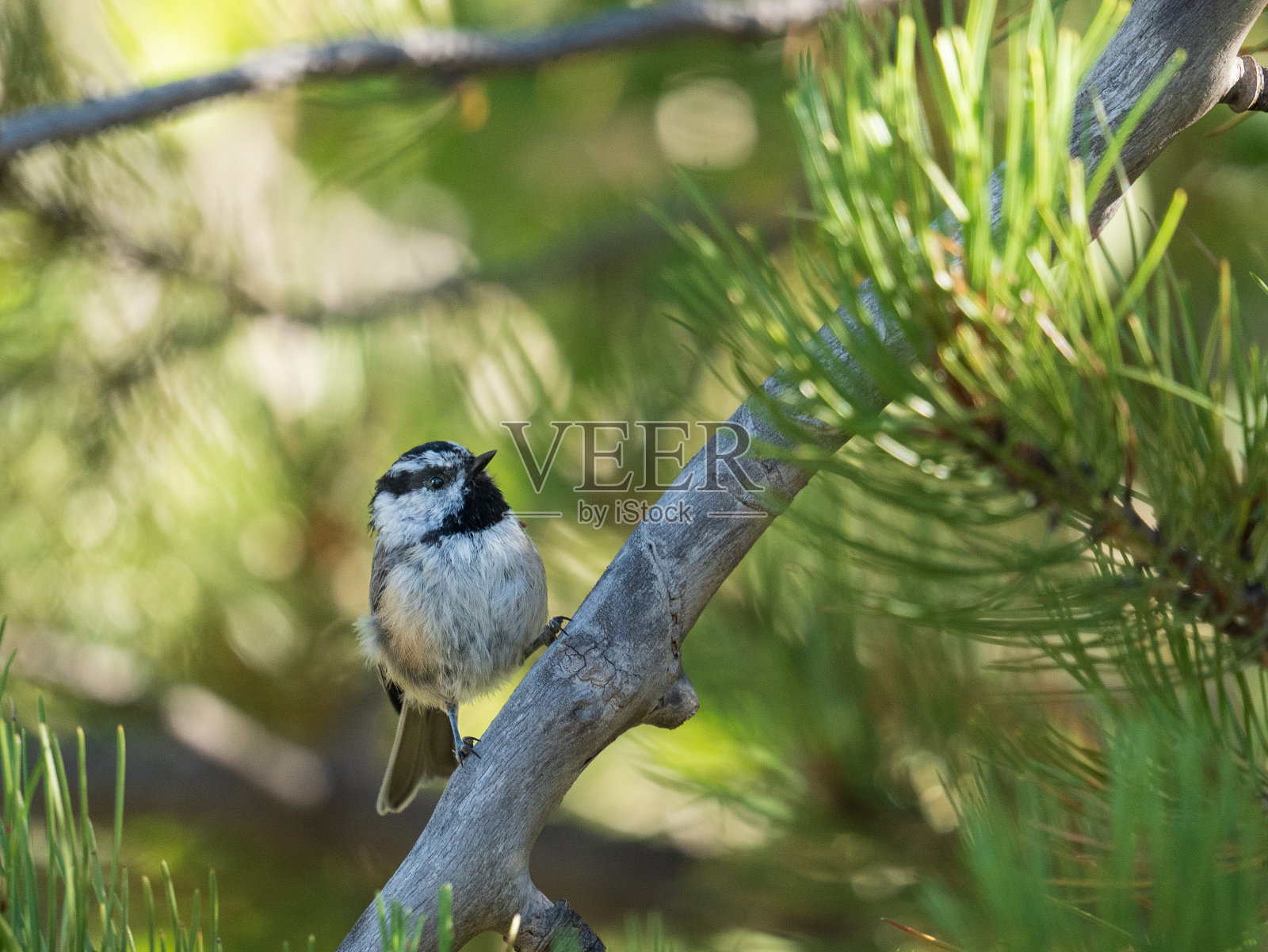 科罗拉多州的山雀照片摄影图片