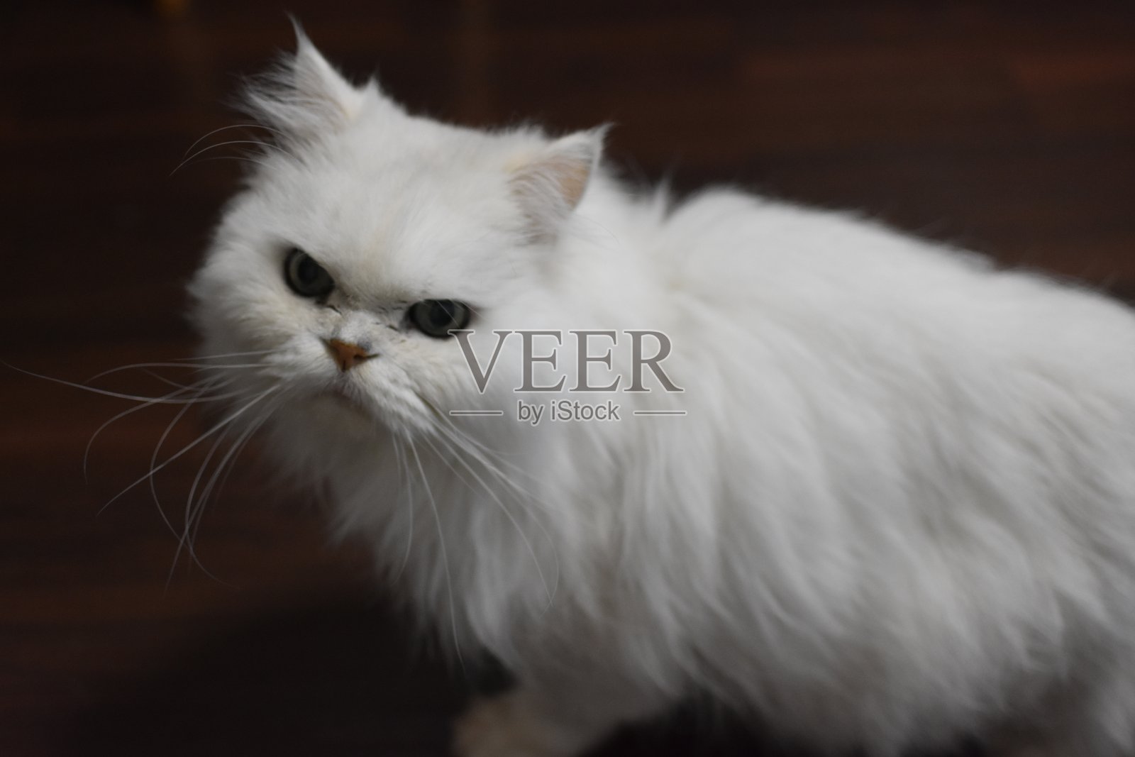 猫照片摄影图片