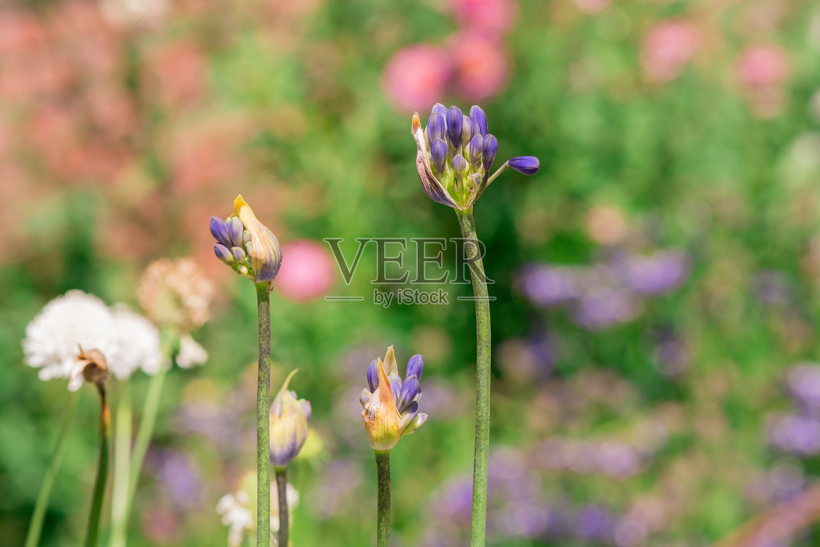 马其顿褐花或寡妇花-马其顿褐花照片摄影图片