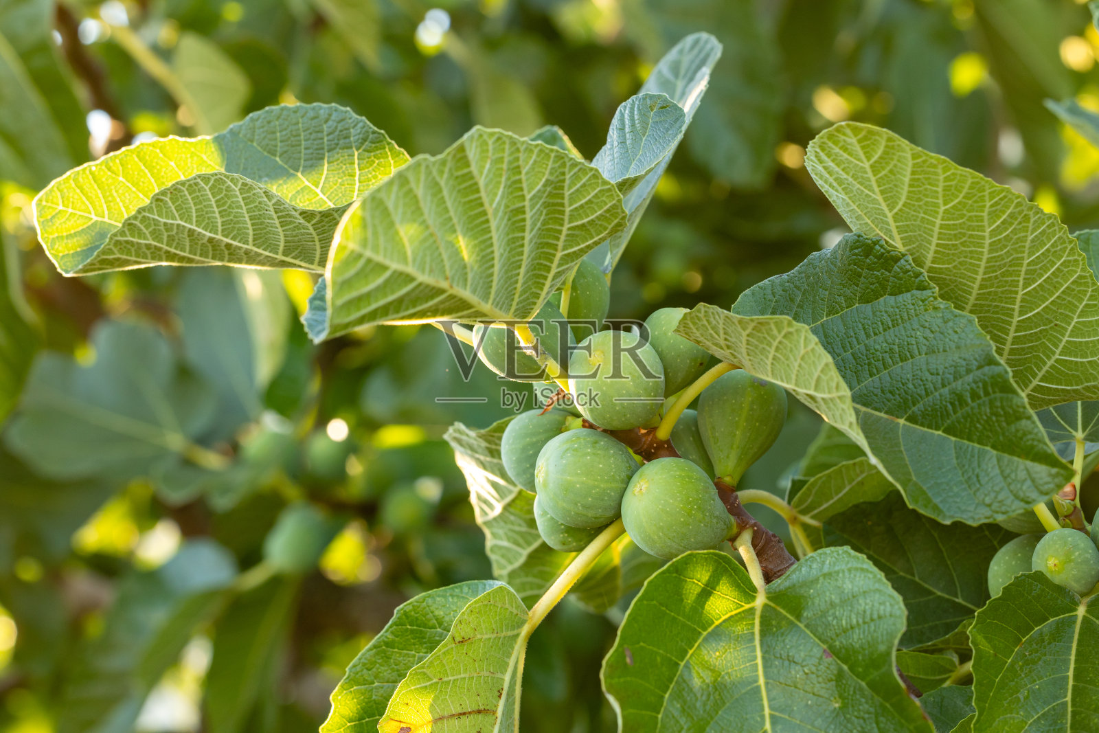 在西班牙萨拉曼卡省的夏天，无花果树上还未成熟的无花果照片摄影图片