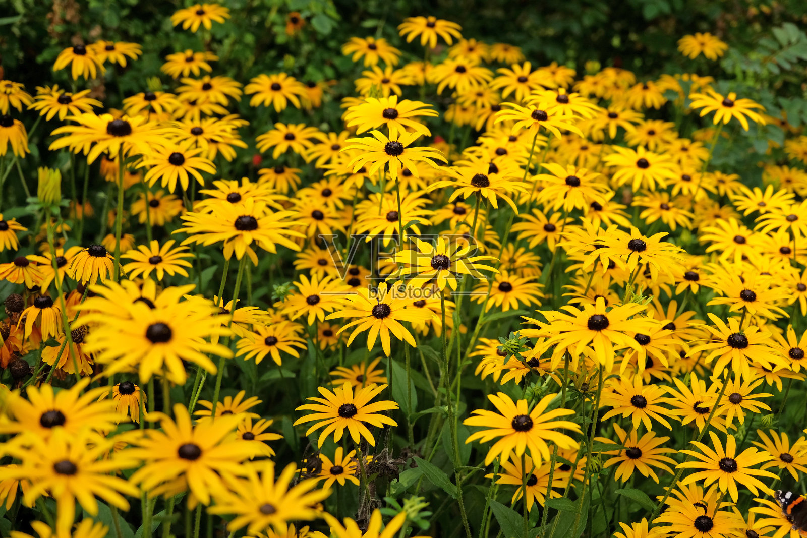 黄色Rudbeckia fulgida品种sullivantii 'Goldsturm，也被称为黑眼苏珊，Gloriosa雏菊，或黄牛眼在花。照片摄影图片