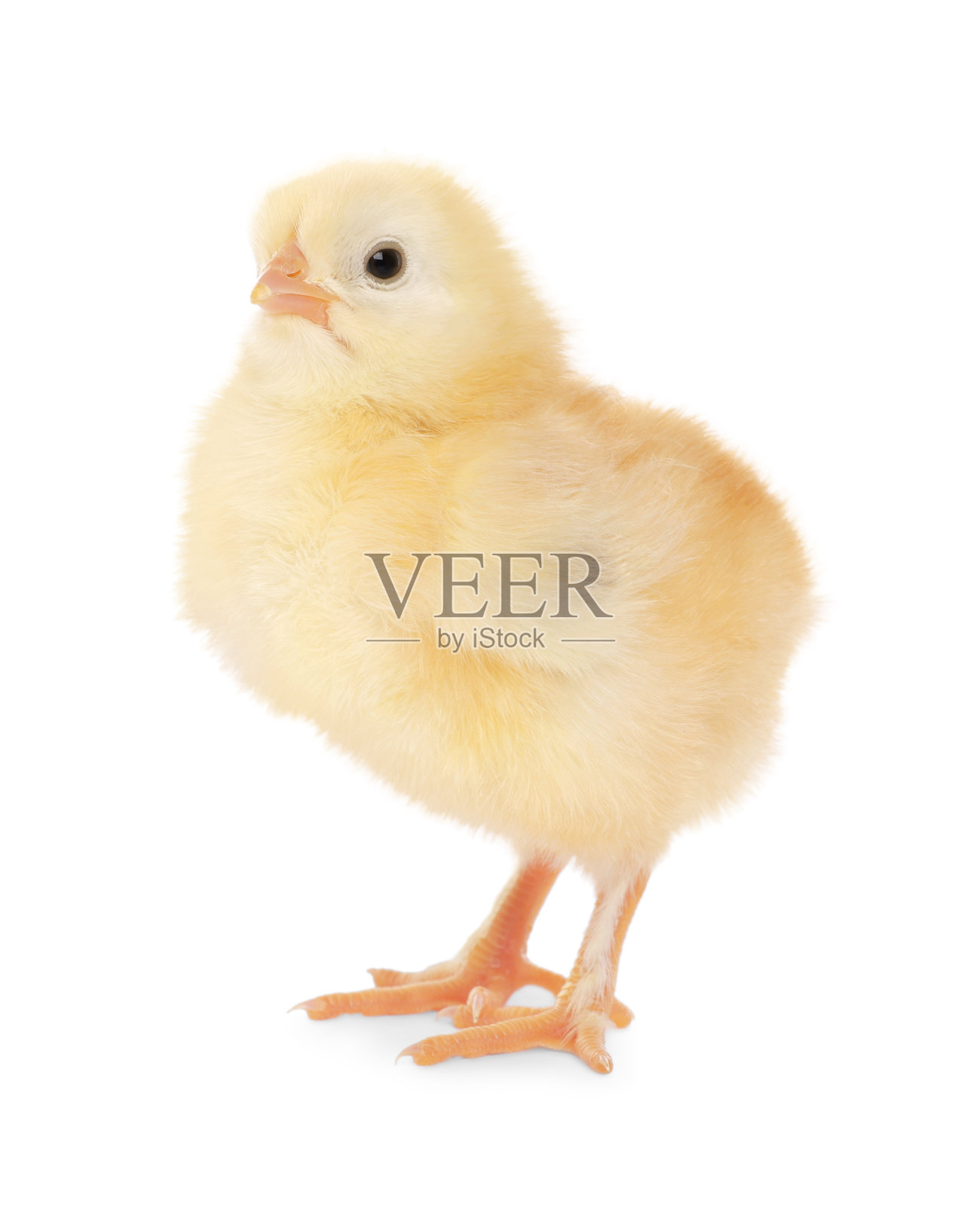 可爱的绒毛小鸡在白色的背景照片摄影图片