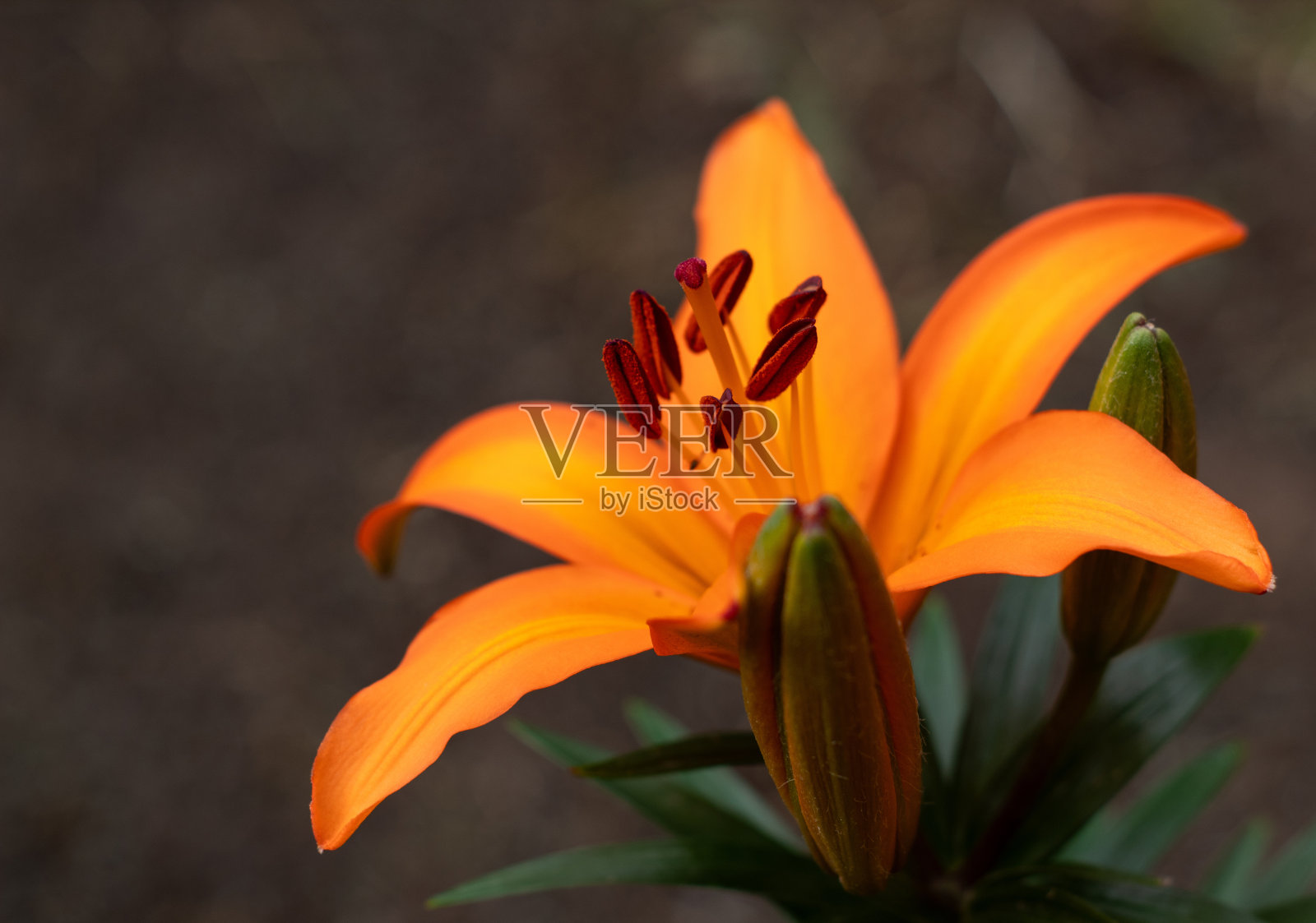 桔黄色亚洲百合花照片摄影图片