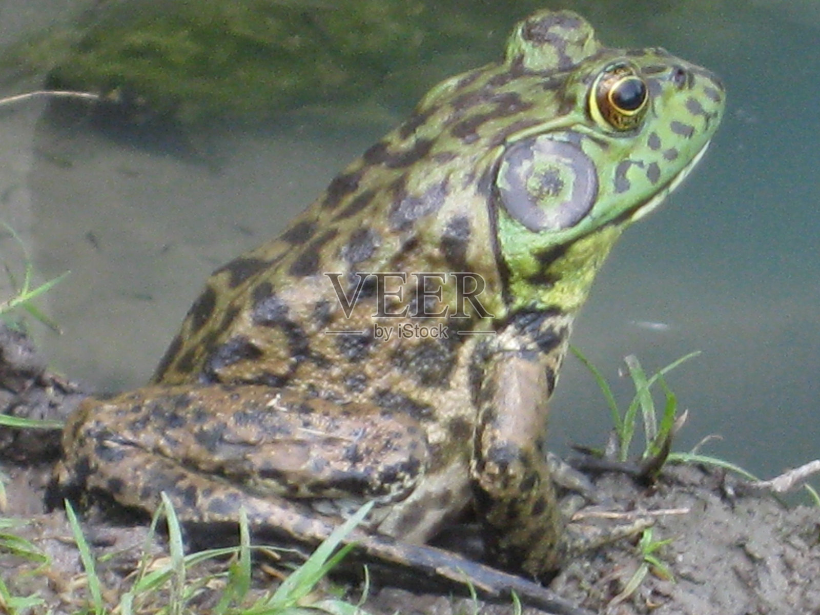 生机勃勃的绿蟾蜍栖息在一片郁郁葱葱的草地上，旁边是一片宁静的水域照片摄影图片