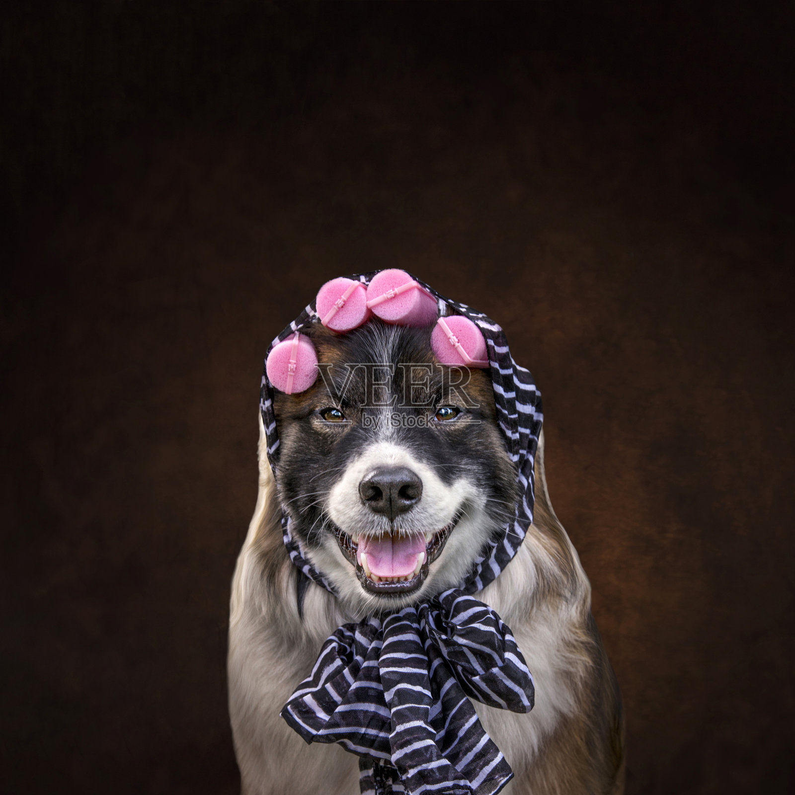 狗在粉红色的海绵卷发器照片摄影图片